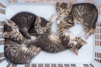 Gato doméstico chegou à Europa milhares de anos depois do que se pensava - Estudo