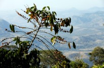 Angola quer melhorar produção do café para maior aceitação internacional