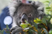 Mais de 2.000 coalas mortos devido a incêndios florestais na Austrália - ambientalista
