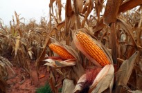 Empresa chinesa vai investir 212,2 ME para produzir em Angola milho e soja em larga escala