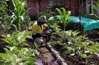 Angola registou em 2025 aumento progressivo da produção agrícola - ministro