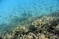 Grande Barreira de Coral da Austrália afetada pelo pior episódio de branqueamento