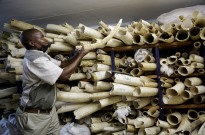 Detidos dois homens com 140 pontas de marfim no centro de Moçambique