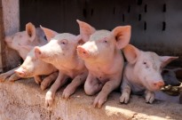 Cabo Verde regista surto de peste suína na ilha de São Nicolau