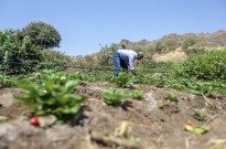 Cabo Verde acautela produtos e técnicos para controlar pragas na nova época agrícola