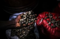 Governo de transição da Guiné-Bissau fixa preço da castanha de caju