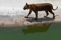 Vírus mata 72 tigres em parque de vida selvagem na Tailândia