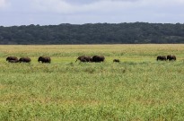 Moçambique desenvolve métrica para medir impacto do desenvolvimento em elefantes