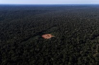 Desflorestação na Amazónia brasileira caiu 8,7% em 2025