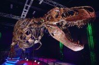 Novo estudo mostra que 