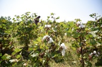 Moçambique sobe em 22,7% preço do quilo de algodão para tentar recuperar produtores