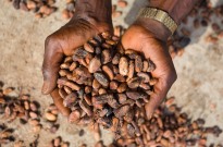 Novas tarifas tornam “economicamente inviável” exportar cacau brasileiro para os EUA