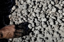 Moçambique mantém preço de referência de castanha de caju em 45 meticais