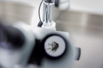 Sobe para 24 mortes número de mortos devido à dengue em Timor-Leste