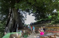 Fora das praias, a maior árvore de Cabo Verde atrai cada vez mais turistas