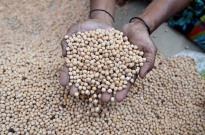 Angola desembolsou 31,7 milhões de dólares para importação de sementes em 2025