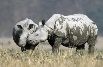 Rinocerontes regressam a parque no Uganda onde estavam extintos desde 1983