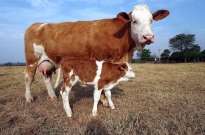 Governo do Brasil recebe com "surpresa" veto da UE e diz que tentará reverter decisão sobre importação de carnes