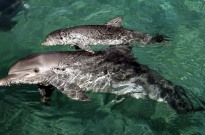Estudo deteta contaminantes de dispositivos eletrónicos em golfinhos de Hong Kong