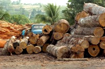 Luta contra a desflorestação no centro do novo plano climático brasileiro