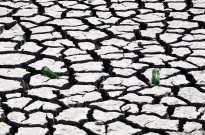 Moçambique alerta para desmatamento e degradação acelerada de solos na África Austral
