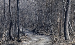 Detidas 36 pessoas em flagrante delito este ano pelo crime de fogo florestal