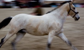 Feira Nacional do Cavalo formaliza candidatura a património cultural com ambição de chegar à UNESCO