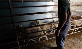 Preço do borrego produzido no Alentejo cai ligeiramente nesta Páscoa