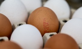 Gripe das aves confirmada em exploração de galinhas em Tomar