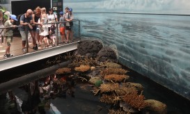 Famílias ucranianas de férias em Portugal encontram tranquilidade entre a vida marinha no Oceanário