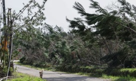 Cerca de 50ME de prejuízos reportados por 2.661 agricultores no Norte