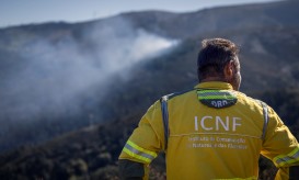 ICNF admite atrasos no pagamento de indemnizações por ataques de lobos a rebanhos