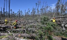 Mais de 17 mil quilómetros de caminhos florestais desobstruídos