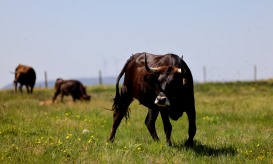 Brigada de vacas maronesas faz prevenção de incêndios em Vila Pouca de Aguiar