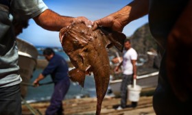 Anulada proibição da pesca do tamboril face à perspetiva de reforço da quota nacional