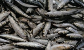 Pesca da sardinha reabre quinta-feira mas com limites