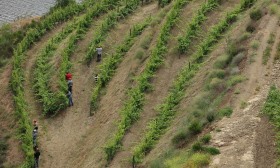 UE chega a acordo provisório sobre regras no setor do vinho