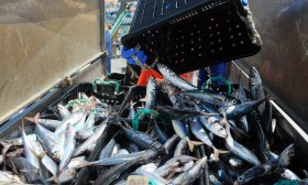 Acordo europeu de pescas prevê menos captura de carapau, solha ou linguado em Portugal