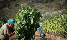 Produtores do Douro revelam preocupações em carta aberta ao ministro da Agricultura