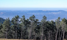 Exportações da fileira do pinho sobem 2% para 2,5 mil ME em 2025