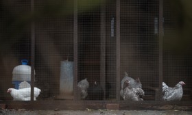 Quase 1.900 focos de gripe das aves na Europa no último ano, Portugal soma 27