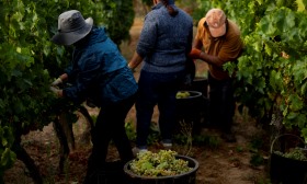 Douro em vindima com perspetiva de quebra na colheita e boa qualidade