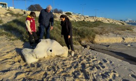 Osso de baleia com milhares de anos removido da praia para museu da Figueira da Foz