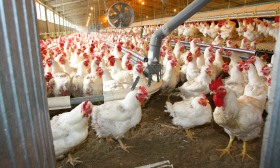 Bruxelas atualiza medidas contra gripe aviária após novos focos, incluindo em Santarém