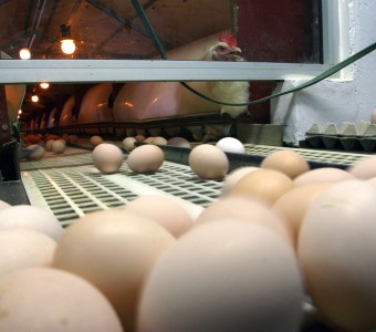 Maior empresa avícola de Cabo Verde interrompe produção após tempestade em Portugal