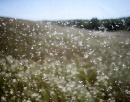 Concentração de pólen elevada nas regiões centro e sul a partir de 6.ª feira