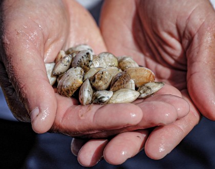 Novas regras para a apanha de bivalves entram em vigor