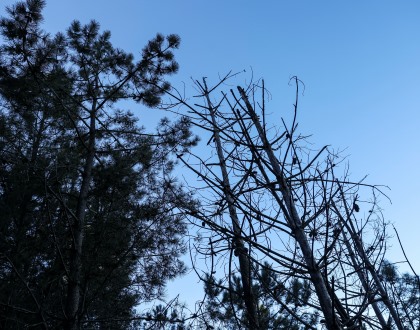 ICNF diz que abate de pinheiros em Sesimbra não precisava de autorização