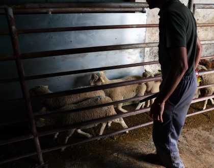 Preço do borrego produzido no Alentejo cai ligeiramente nesta Páscoa