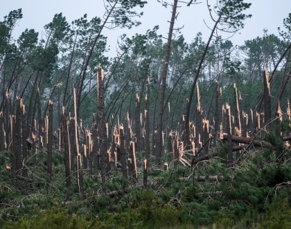 Risco de incêndio maior na Mata de Leiria se maioria da carga combustível não for retirada – ICNF